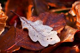 Jeseň - listy začínajú opadávať v novembri .